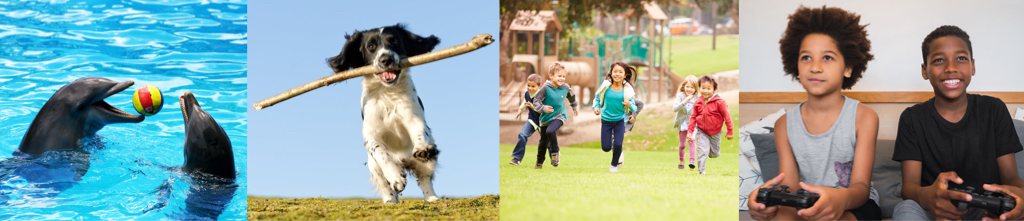 collage of dolphins playing, dog running with stick, children running, and children playing a video game